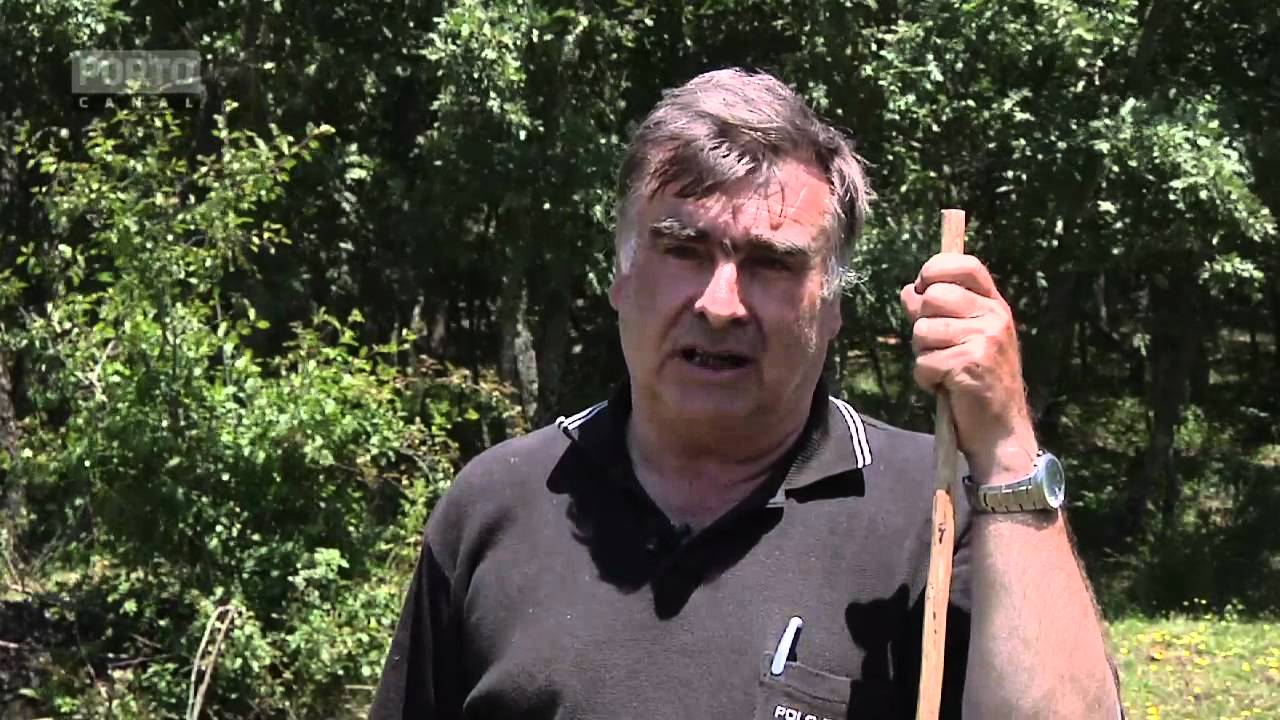 Vitela Barrosã - Boticas