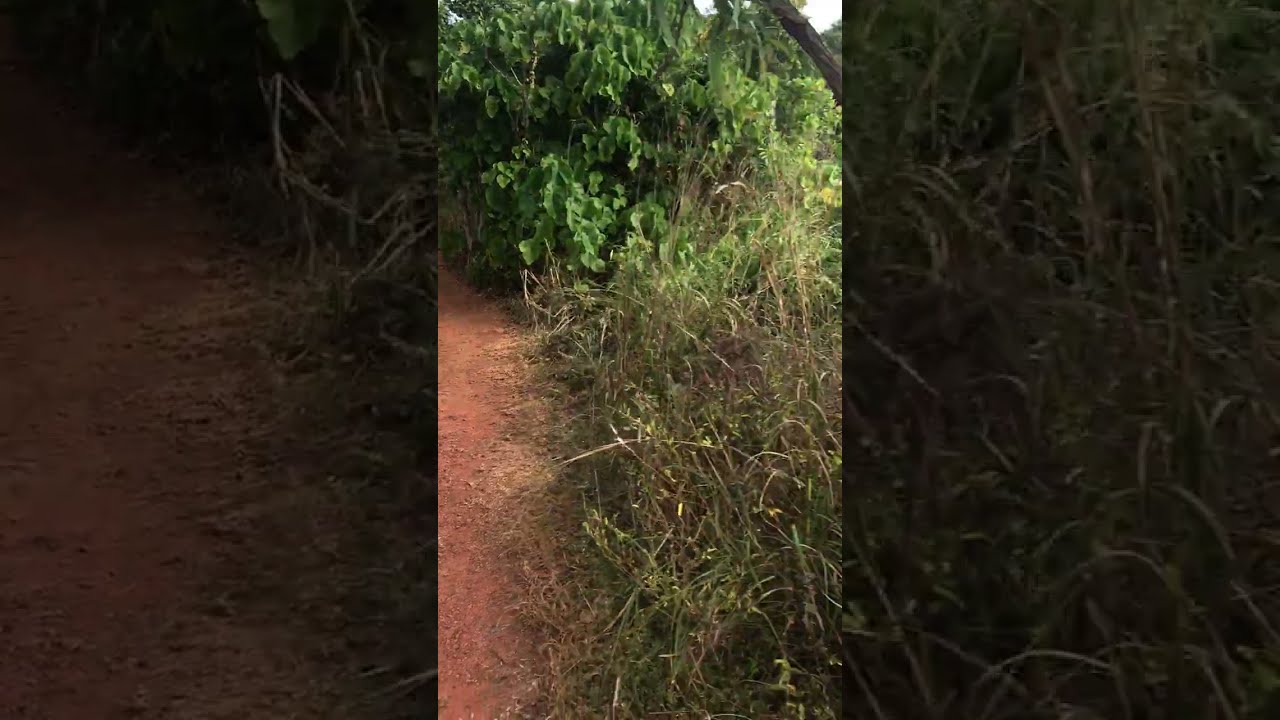 Mutee heads south camp.