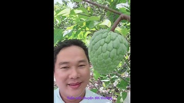 Vườn trái cây của chị tôi nè…!