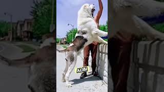 Two most dangerous dog in the World(Alabai Vs Kangal 😱) #dogbreeds #animals