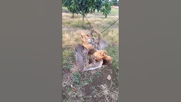 #shorts 👉 Bẩy cút dính 2 con 1 cung 🐦