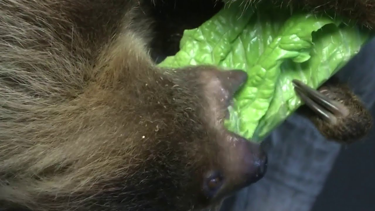 newspaper mockup Central Florida woman creates unique memories for exotic animal lovers