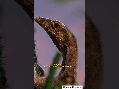 Vídeo: Como um pássaro é um réptil?
