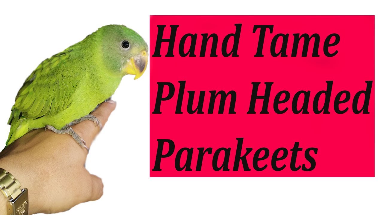 Hand tame of New plum headed parakeets two babies. Plum headed k bacho ko aik sath hand tame kia