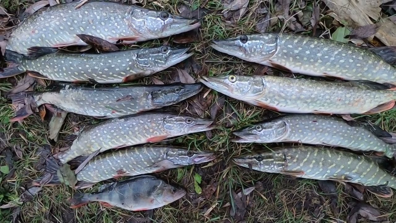 ЩУКА В ШТОРМ / Strike Pro Archback  / Strike Pro Inquisitor DR / Bearking / Копія DUO Realis