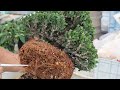 樹齢35年、高さ10cmの木 A tree that is 35 years old and 10 cm tall