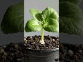 A Watermelon Growing Is Surprisingly Satisfying