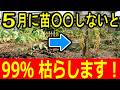 夏野菜の苗、GWに植えるのはちょっと待って！失敗しない「本当の植え付け時期」と2つの対策