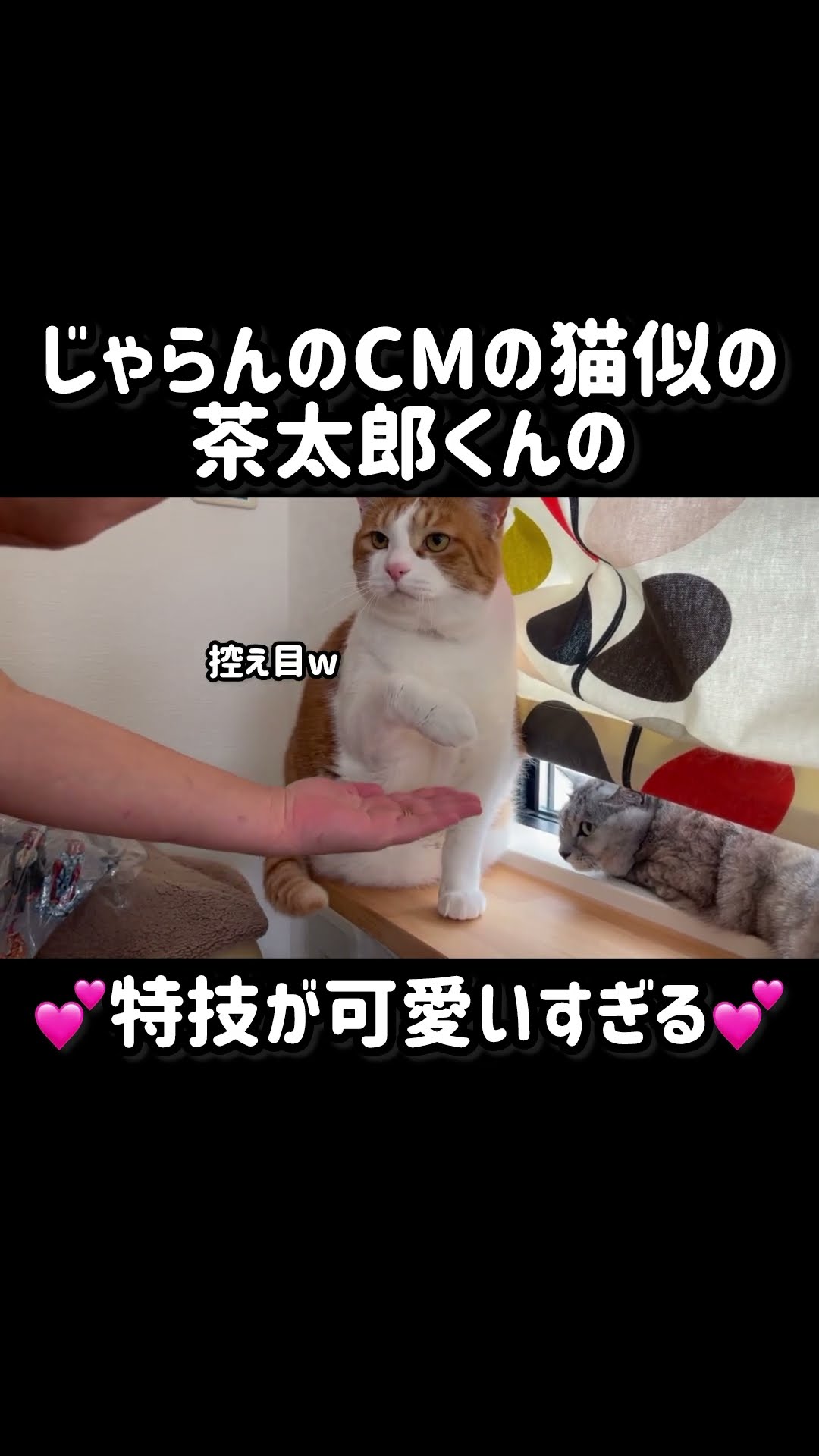 猫田さん - YouTube