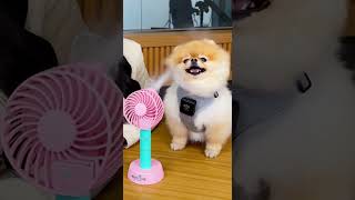 Pomeranian Turns Into A Superstar Using Windbliss Mini Fan