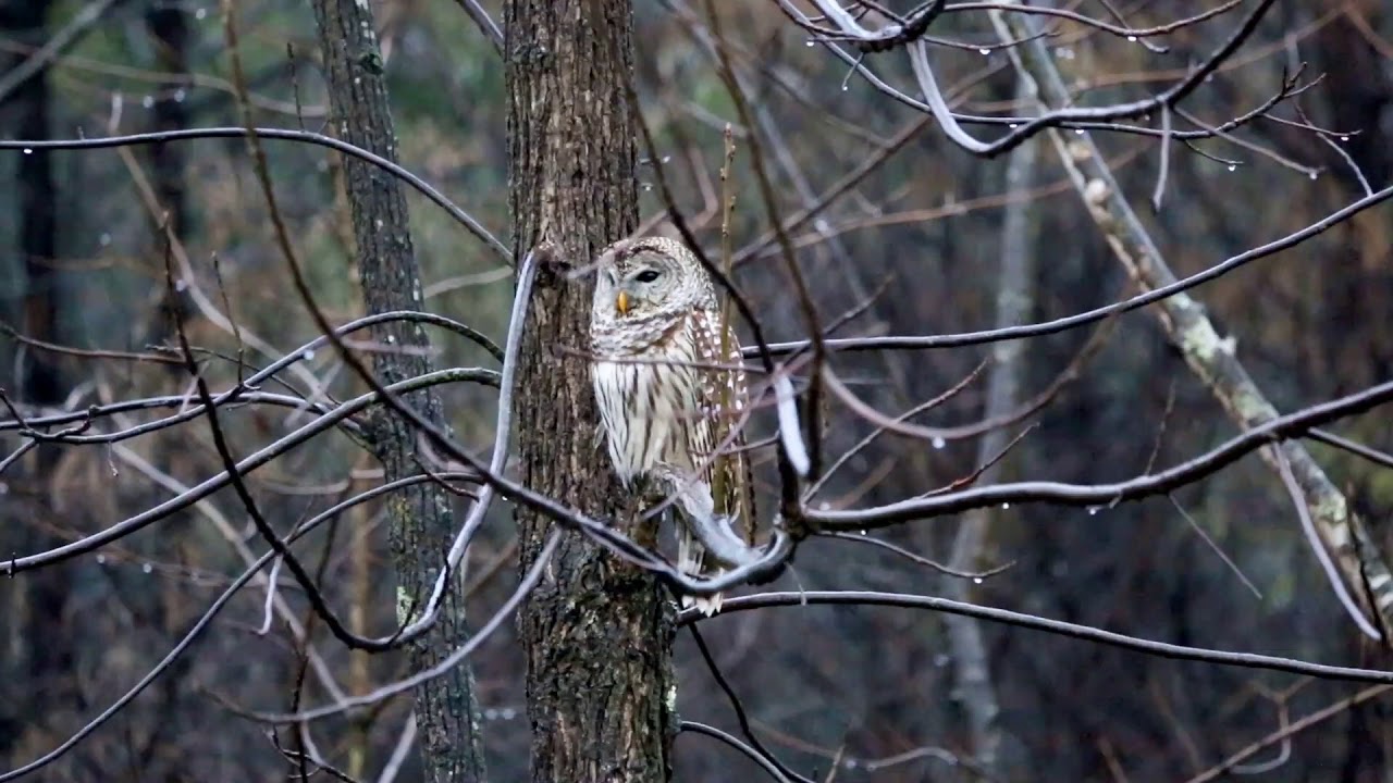 rain man Barred owl looking around
