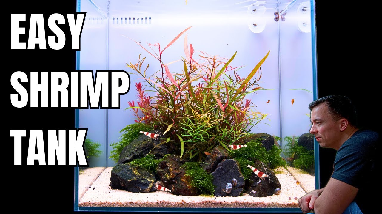 Aquascaping for Advanced Tanks: Master Pro Techniques & Designs