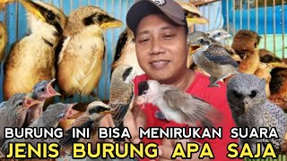 AJAIB..!  BURUNG INI BISA MENIRUKAN SUARA DENGAN SEMPURNA PANTES DATANG RATUSAN SEKEJAP LUDES