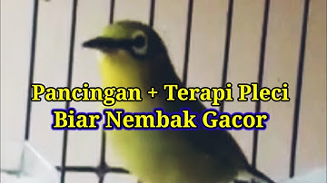 G4C0R N3MB4K BUK4 P4RUH, Terapi Pancingan Pleci Biar Nembak