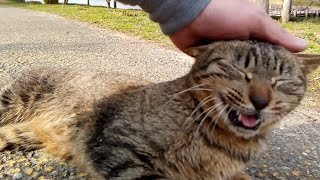公園でベンチに座っていたら野良猫がモフられにやってきた。背中を撫でると喜んでズッとゴロニャン言ってる