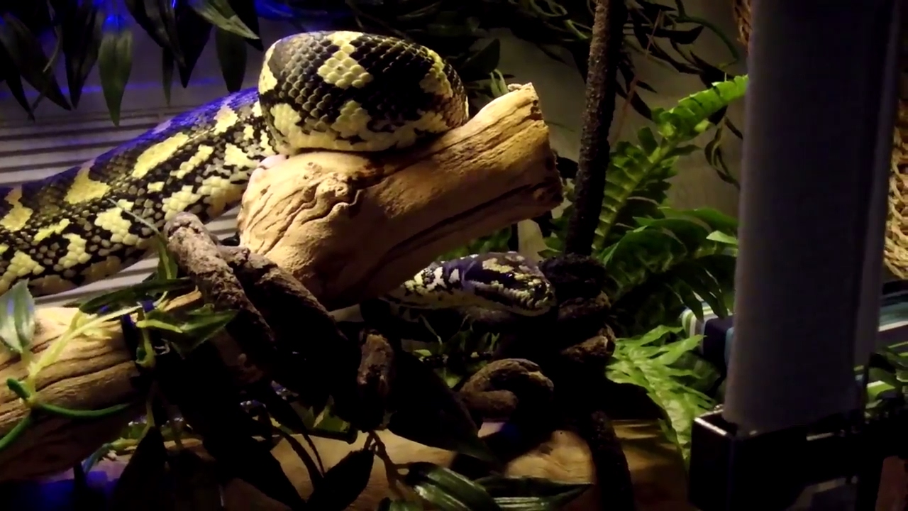 pet snakes and dogs l Feed & Talk To My Snakes (All the Time)