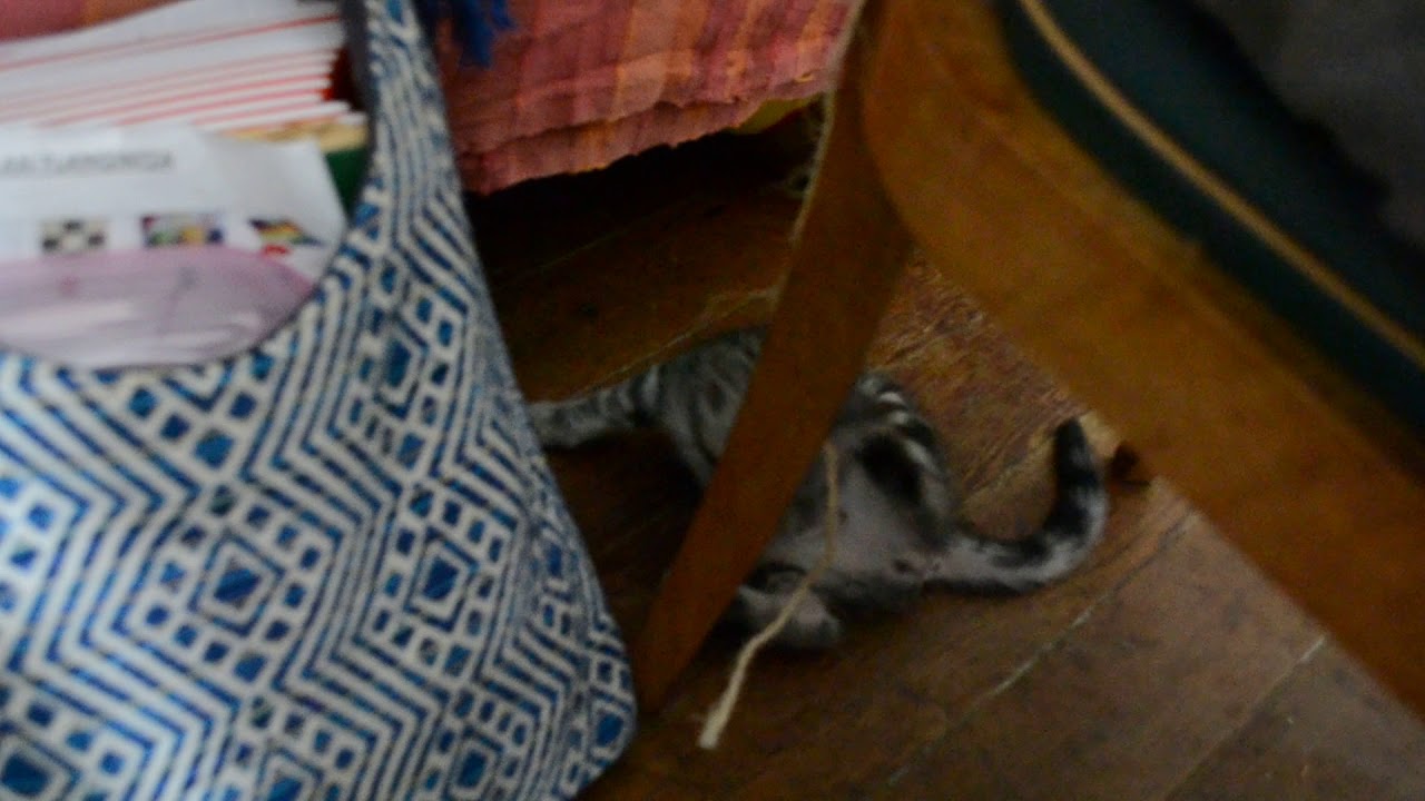 Petit Chat Dans Sa Nouvelle Maison Matin 1 Youtube