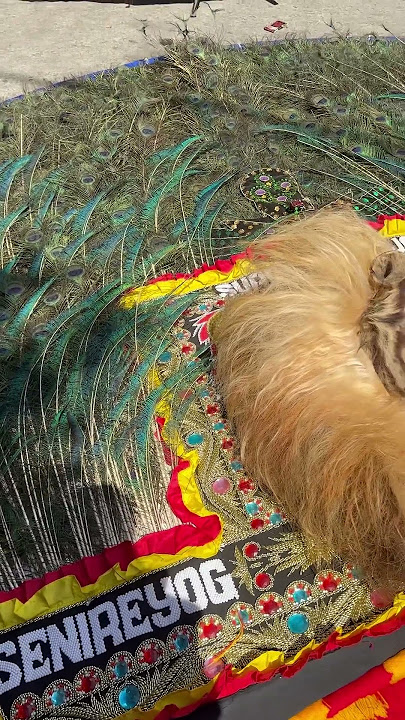 Reog ponorogo #viral #reog #reogponorogo #jawatimur #traditional #senireogponorogo #shortvideo