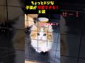 ちょっとドジな子猫が可愛い！８選#cat #面白集 #ねこ #猫のいる暮らし