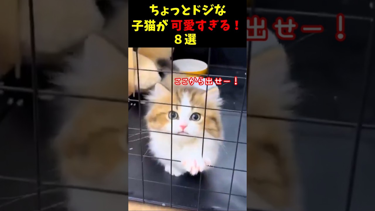 ちょっとドジな子猫が可愛い！８選#cat #面白集 #ねこ #猫のいる暮らし