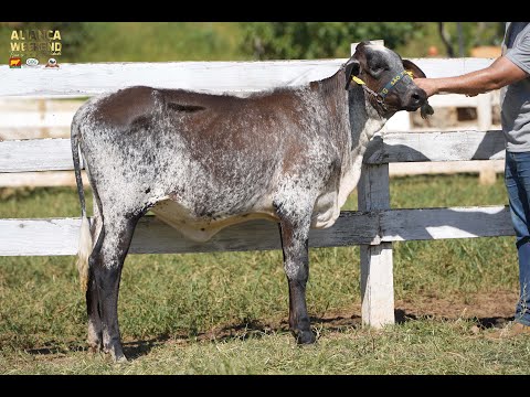 LOTE 115   ALIANÇA WEEKEND   3454CG