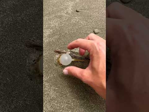 Satisfying Popping Cute Beach Balls! #shorts