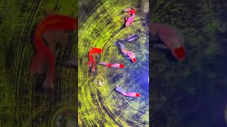 Danfeng goldfish! It doesn't have a dorsal fin! #koi #goldfish#america #fish