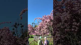 Spring in Paris | Pink Cherry blossom trees