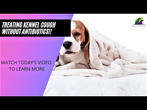Treating Kennel Cough Without Antibiotics!