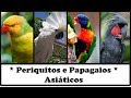 Periquitos e Papagaios Asiaticos