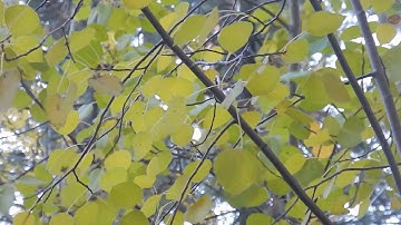 Quaking Aspen