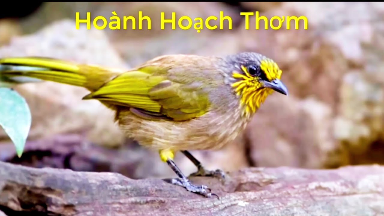 Tiếng Chim HOÀNH HOẠCH THƠM Mồi Hót Chuẩn MP3 Hay Nhất | Hoành Hoạch Thơm Mồi Hót Chuẩn Nhất