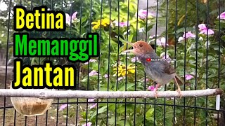 Masteran PRENJAK BETINA Gacor Istimewa Suara Jernih Memanggil Prenjak Jantan.