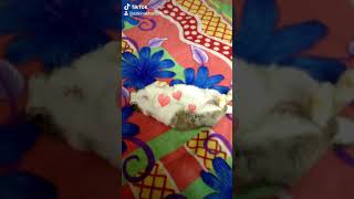 In The Loving Memories Of My Bunny Muffin3