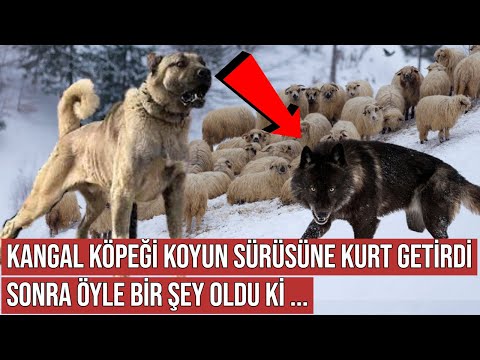 Video: 11 Neden Bir Dumb AF Köpeği Olmak Harika!