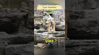 【Najnowsze cuda – „fontanna tygrysa”. To prawdziwy tygrys, nie rzeźba】 【Najnowsze cuda – „fontanna tygrysa”. To prawdziwy tygrys, nie rzeźba】