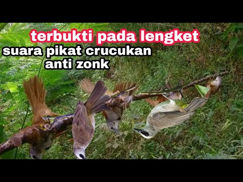 SUARA PIKAT BURUNG CRUCUKAN ampuh anti zonk