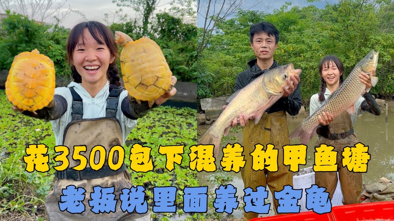 幺妹花3500元包下混养的甲鱼塘，老板说里面养过金龟能否找到？