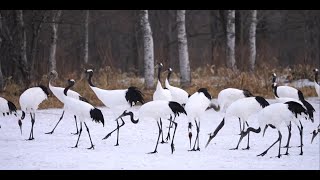 Dancing red-crowned cranes in Japan