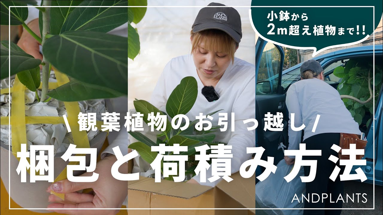 Must-See] How to pack and load houseplants when moving