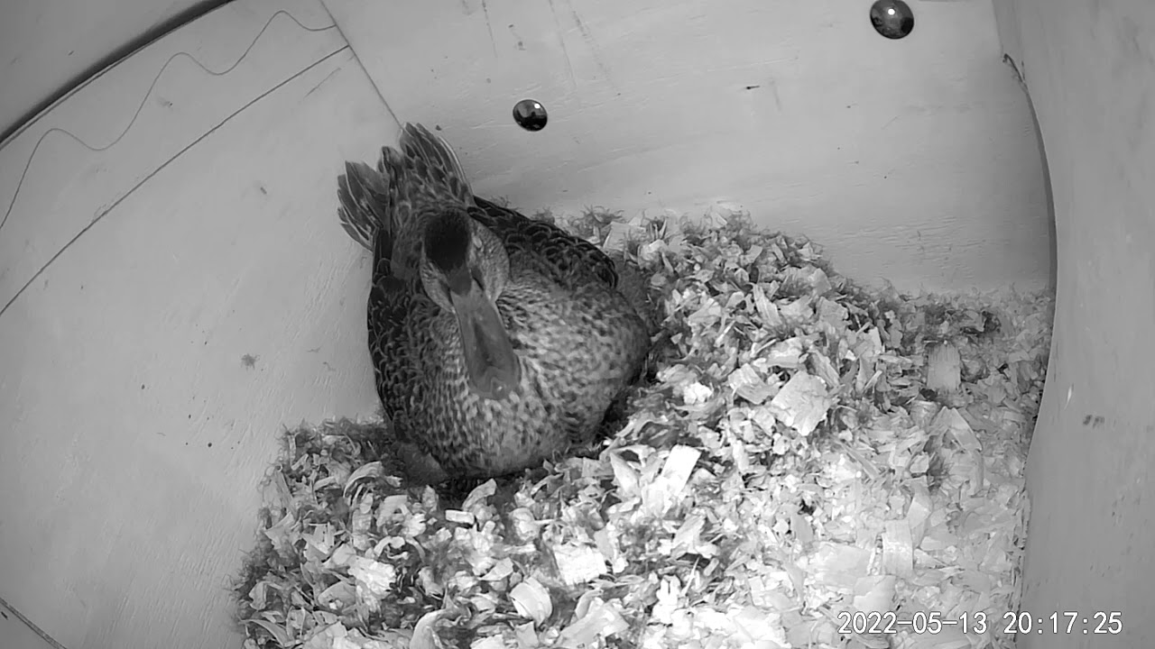 Cinnamon teal chicks in the nest box. YouTube