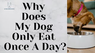 Why Does My Dog Only Eat Once A Day? by Anything German Shepherd 502 views 6 months ago 1 minute, 1 second