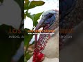 ¿Sabías que los pavos cambian de color?