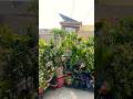 आज बालकनी में खिले ढेरो फूल ,😍#balconygarden #flowers #plants #gardening #shorts