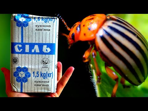 Видео: Избавляемся от вредоносных насекомых с помощью полезных насекомых - Садоводство Ноу-хау
