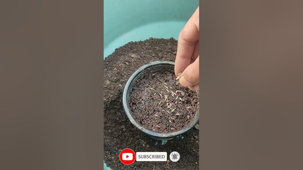 How to turn cumin seeds into cumin plants urdu\hindi grow 