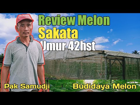 Budidaya Melon Sakata|Review