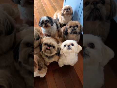 O Que Você Precisa Saber Antes De Ter Um Shih Tzu Viral Pets Shihtzu