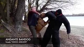 Andante Bandog Female Choco Andante Bred By Andante Bandog Kennels - Slovakia