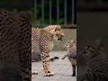 Cheetah Jumps Down to Play with Kittens! 🥰 #Shorts #CuteAnimals #Cheetah #Kitten #BigCat